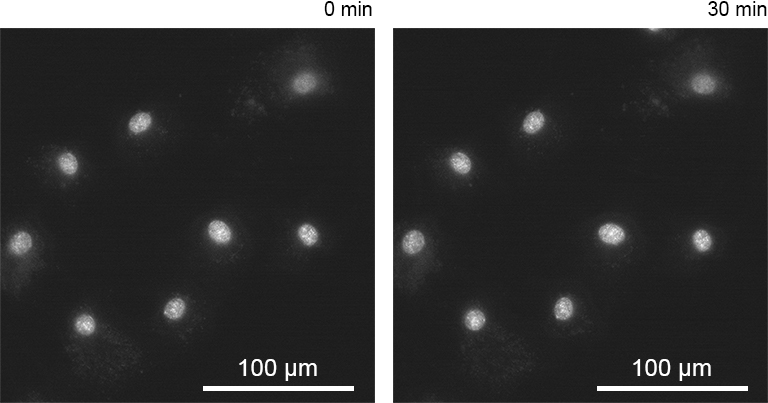 ORCA-Fusion BT Digital CMOS camera C15440-20UP | Hamamatsu Photonics