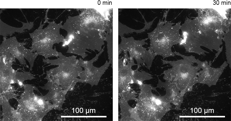 ORCA-Fusion BT Digital CMOS camera C15440-20UP | Hamamatsu Photonics